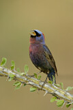 Image. Varied Bunting