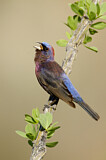 Image. Varied Bunting