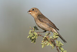 Image. Varied Bunting