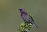 Image. Varied Bunting
