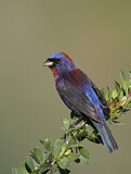 Image. Varied Bunting