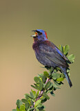 Image. Varied Bunting