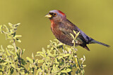 Image. Varied Bunting