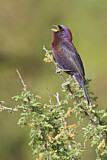 Image. Varied Bunting