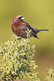 Image. Varied Bunting