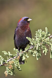 Image. Varied Bunting