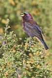 Image. Varied Bunting
