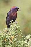 Image. Varied Bunting