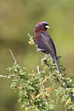 Image. Varied Bunting