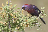 Image. Varied Bunting