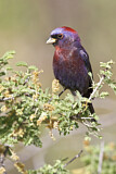 Image. Varied Bunting