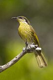 Image. Varied Honeyeater