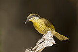 Image. Varied Honeyeater