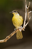 Image. Varied Honeyeater