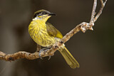 Image. Varied Honeyeater