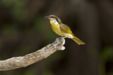Image. Varied Honeyeater