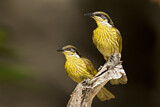 Image. Varied Honeyeater