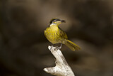 Image. Varied Honeyeater