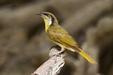 Image. Varied Honeyeater