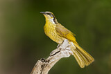Image. Varied Honeyeater