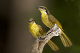 Image. Varied Honeyeater