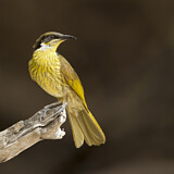 Image. Varied Honeyeater