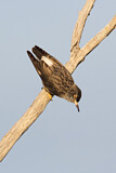 Image. Varied Sittella