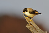 Image. Varied Sittella