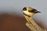 Image. Varied Sittella