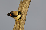 Image. Varied Sittella