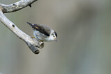 Image. Varied Sittella
