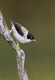 Image. Varied Sittella