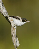 Image. Varied Sittella