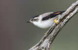 Image. Varied Sittella