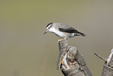 Image. Varied Sittella