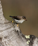 Image. Varied Sittella