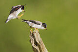 Image. Varied Sittella