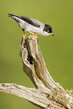 Image. Varied Sittella