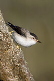 Image. Varied Sittella