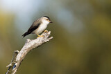 Image. Varied Sittella