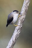 Image. Varied Sittella