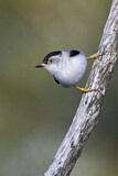 Image. Varied Sittella