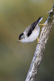 Image. Varied Sittella
