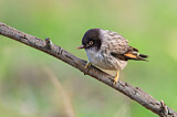 Image. Varied Sittella