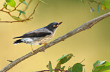 Image. Varied Sittella