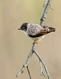 Image. Varied Sittella