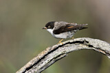 Image. Varied Sittella