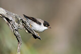 Image. Varied Sittella