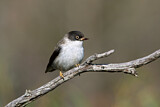 Image. Varied Sittella