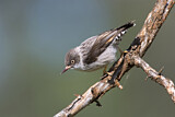 Image. Varied Sittella
